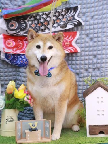 20230505こはるちゃん